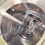 Anchor stirrer inside the Büchi 30 L glass reactor